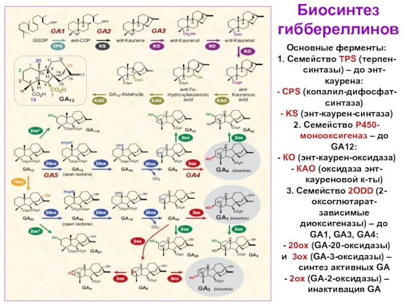 Номер биосинтеза. Биосинтез гиббереллинов. Фитогормоны Гиббереллины. Гиббереллины строение. Гиббереллин структура.