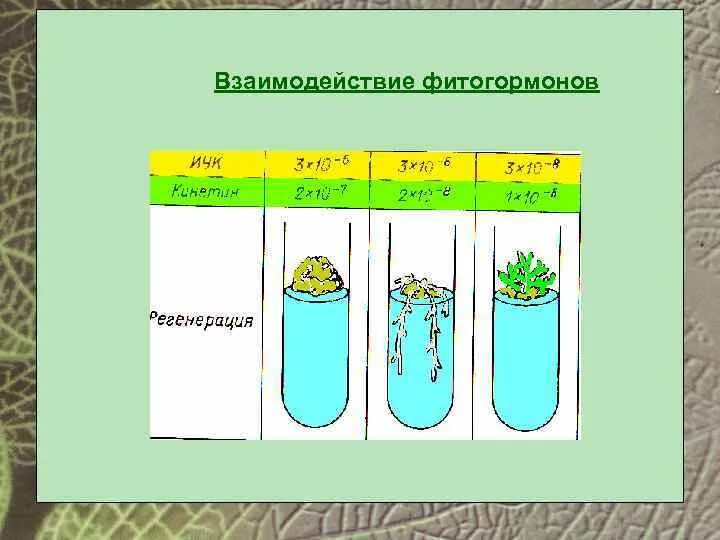 Взаимодействие фитогормонов. Взаимодействие фитогормонов в растениях. Схема взаимодействия фитогормонов. Схема действия фитогормонов. Влияние фитогормонов на рост