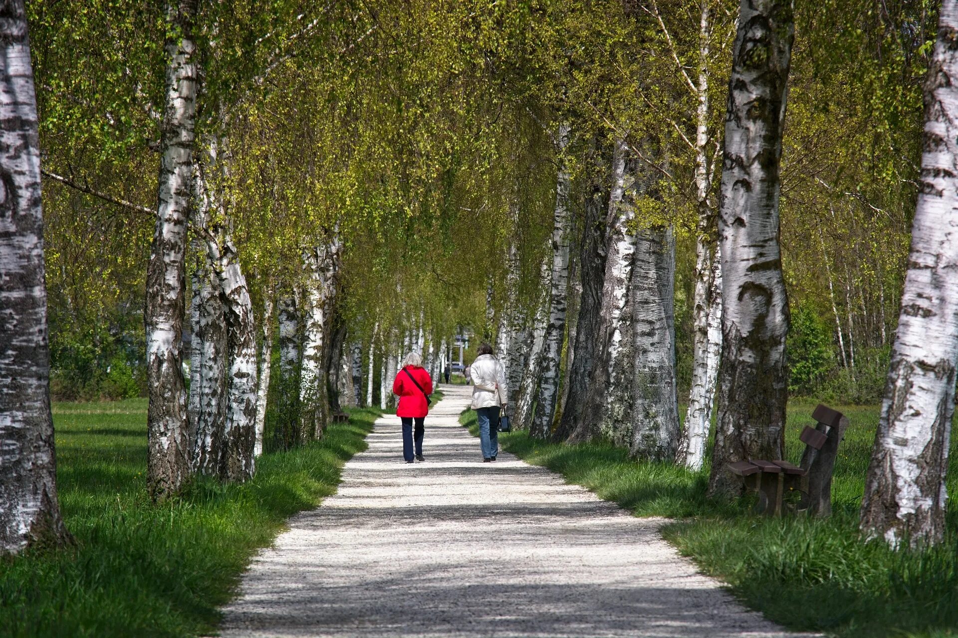 В парке 40 берез количество. Березы парк. Березовая аллея. Береза тень. Береза в парке.