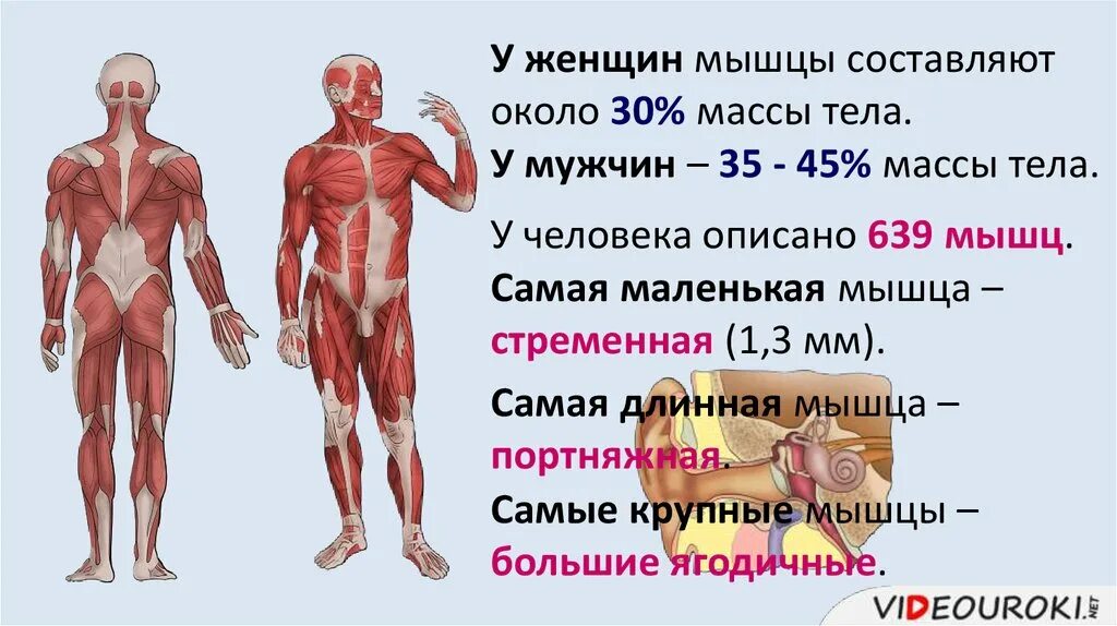 Органы и мышцы человека. Мышцы на теле человека. Самая большая мышца в орг. Мышцы в человеческом теле.