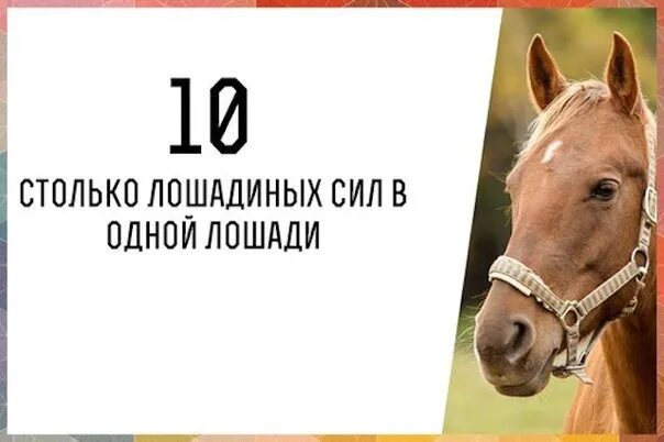 Сколько на кону. Одна лошадь в лошадиных силах. сколько лошадиных сил в одной лошади. мощность лошади в лошадиных силах. лошадиная сила для лошадей.