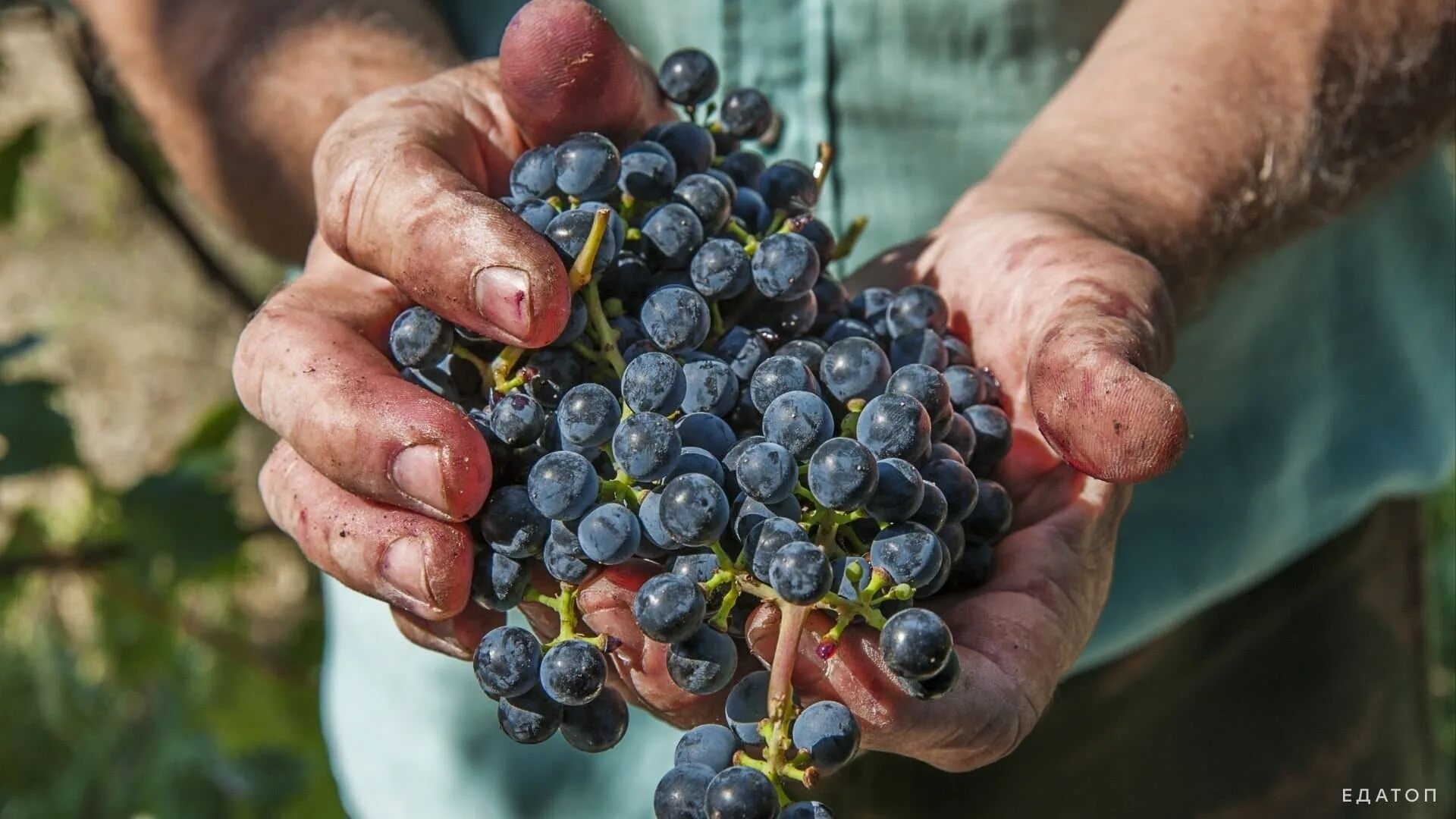 Виноград для похудения. Виноград диабетикам 2 типа. Чем полезен виноград. Можно есть виноград при сахарном диабете. Виноград при сахарном диабете 2 типа.