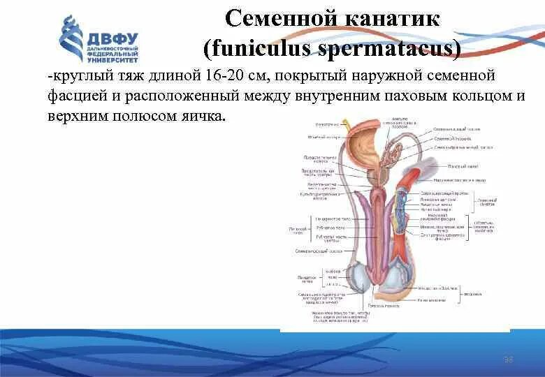 Семенной канатик анатомия