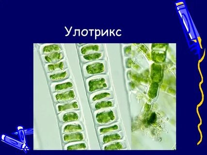 Систематика улотрикса