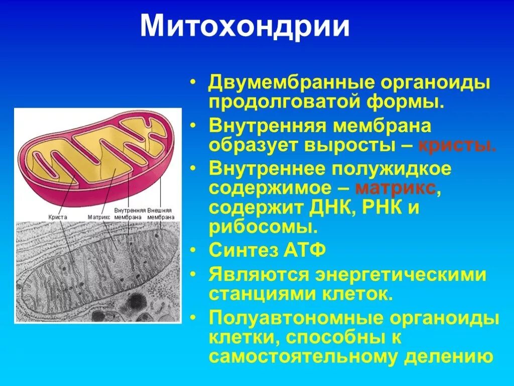 Органоид энергетическая станция клетки. Кристы и Матрикс митохондрий. Митохондрии двухмембранный органоид. Орган Эллы энергетическая станция клетки. Лизосомы двумембранные