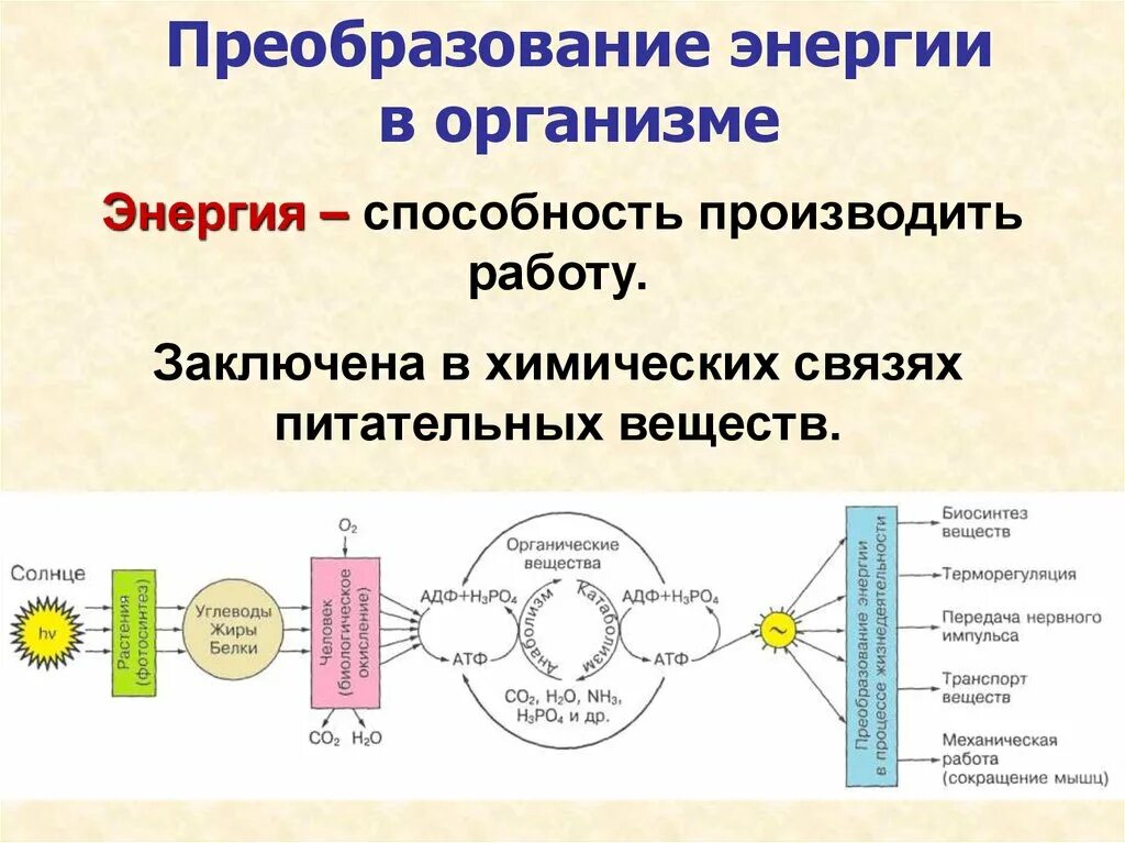 Преобразование энергии. Преобразование энергии в организме. Схема преобразования энергии. Образование энергии в организме. Принципы преобразования энергии