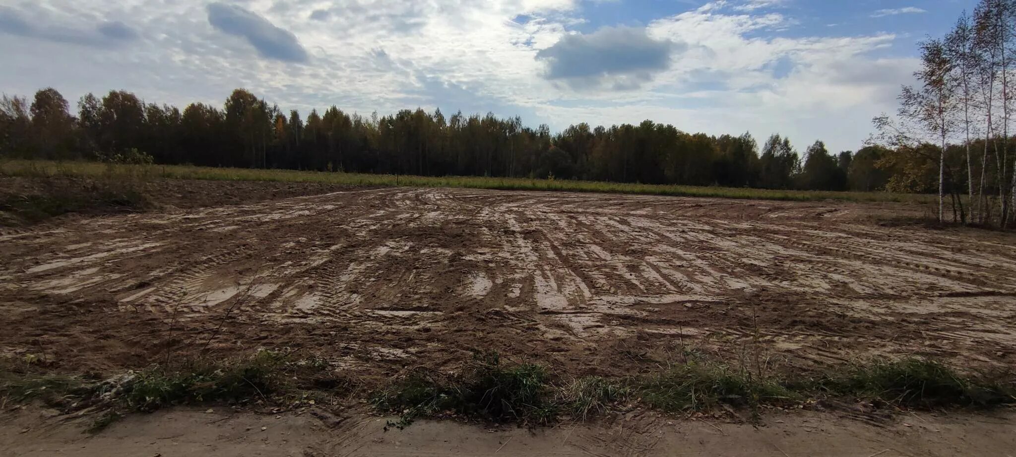 Бор васильково. Васильково. Бор васильково. Бор васильково. Бор васильково.