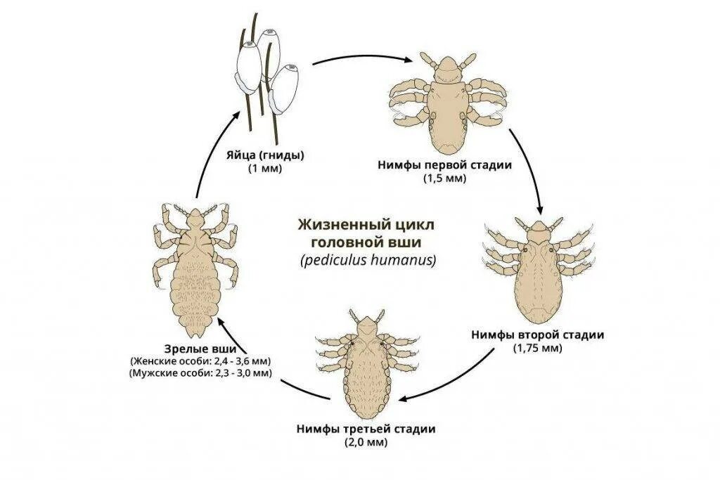 Личинка вши первого возраста. Яйцо-личинка -Имаго вши. Жизненный цикл головной вши. Жизненный цикл платяной вши. Цикл развития головной вши.