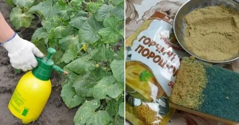 Горчичный порошок для рассады