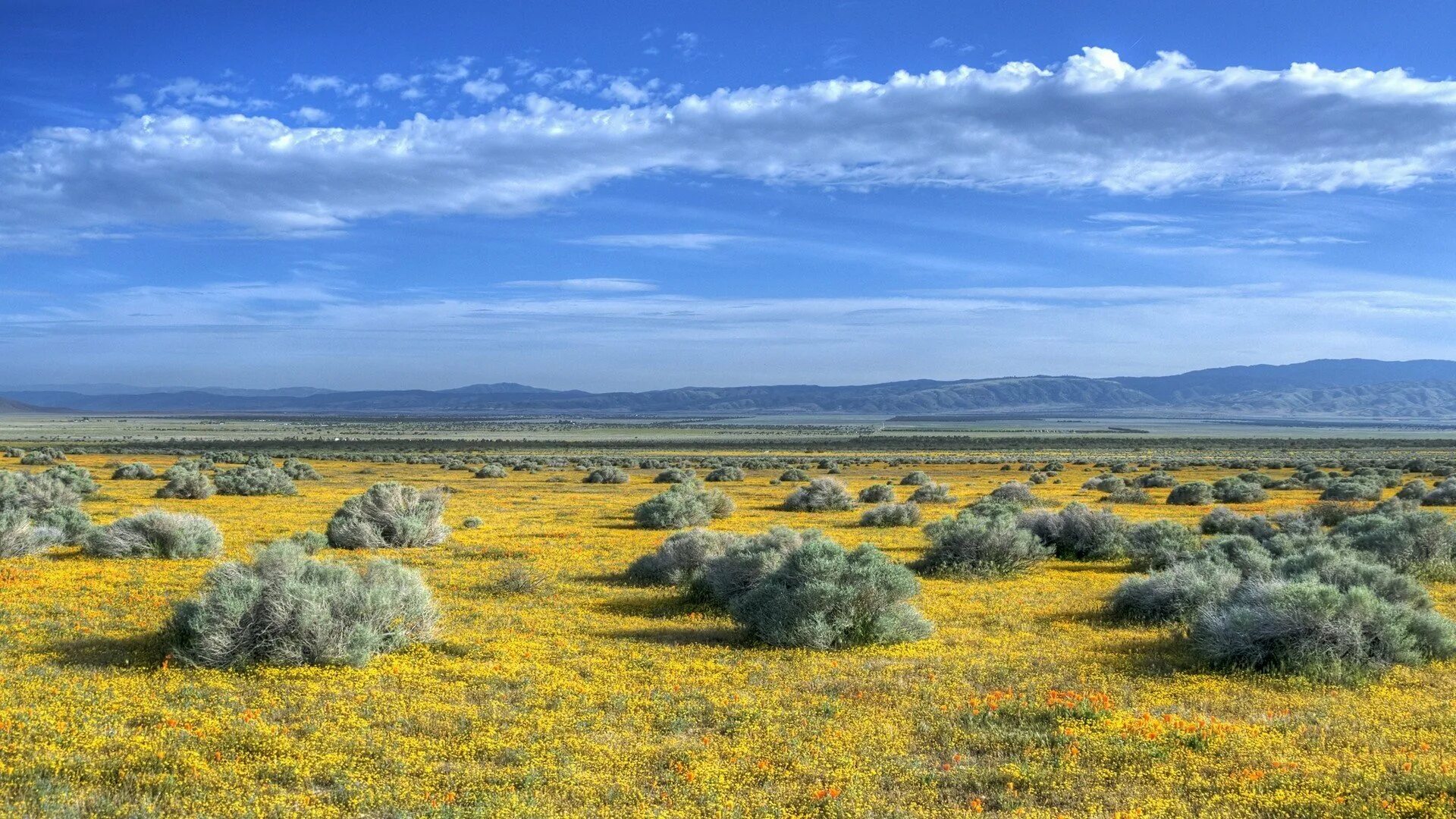 Самый равнинный. Андалузская равнина. Новая зеландия ландшафт. Самая низкая равнина россии. Тундра степь степь.