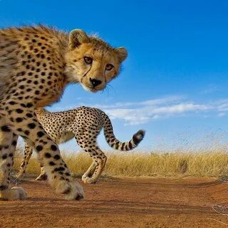 Животные wildlife