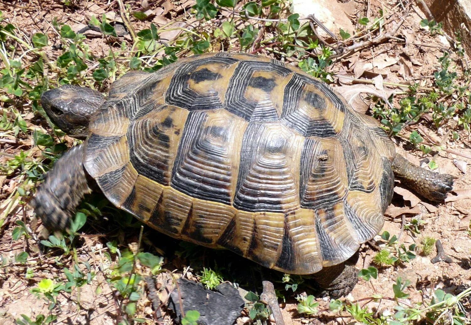 Балканская сухопутная черепаха. Окаймлённая сухопутная черепаха. Testudo Hermanni boettgeri Балканская черепаха. Балканская (Testudo Hermanni). Черепахи минск