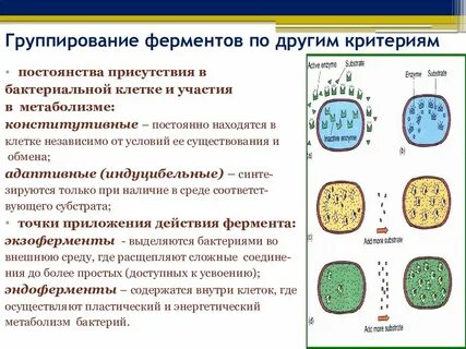 Ферменты участвующие в метаболизме