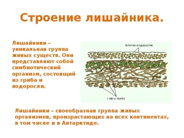 Лишайники органы. Строение лишайника 5 класс биология. Модель внутреннего строения лишайника биология 5. Строение слоевища лишайника. Строение внутреннее строение лишайника.