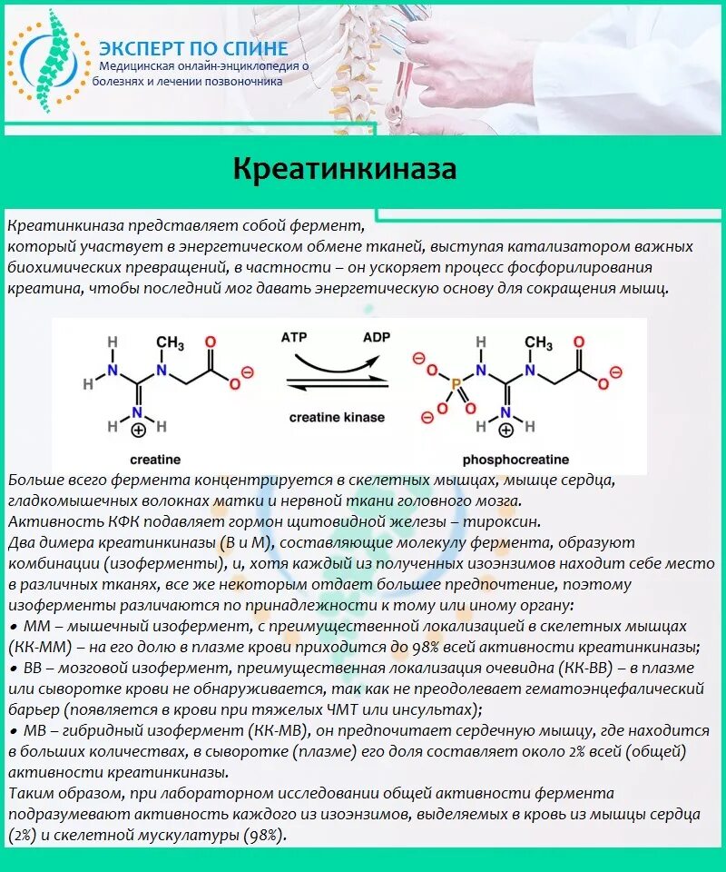 Кк общий. Креатинкиназа. Креатинфосфокиназа биохимия. Фермент Креатинкиназа. Креатинкиназа фермент крови.