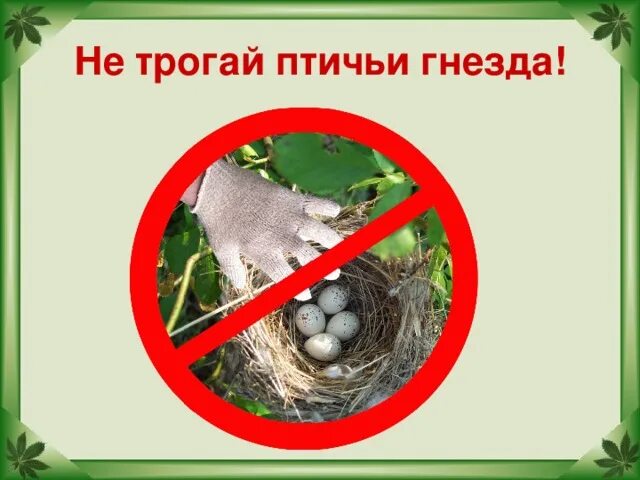 Не трогай птичьи гнезда знак. Не трогайте птичьи гнезда. Не тронь птичьи гнезда. Не разоряйте птичьи гнезда.