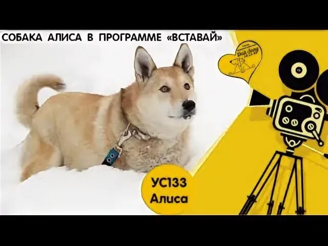 Dogs биржа