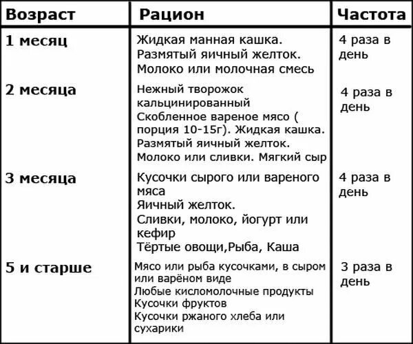 Сколько нужно кормить кошку раз в день