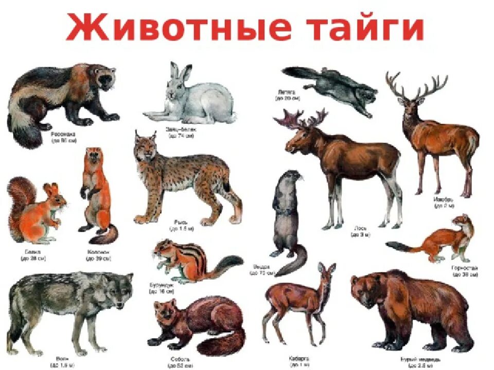 Название рисунка животного. Животные зоны тайги в России. Животные которые обитают в тайге. Представители животного мира тайги. Животный мир тайги представители в России.