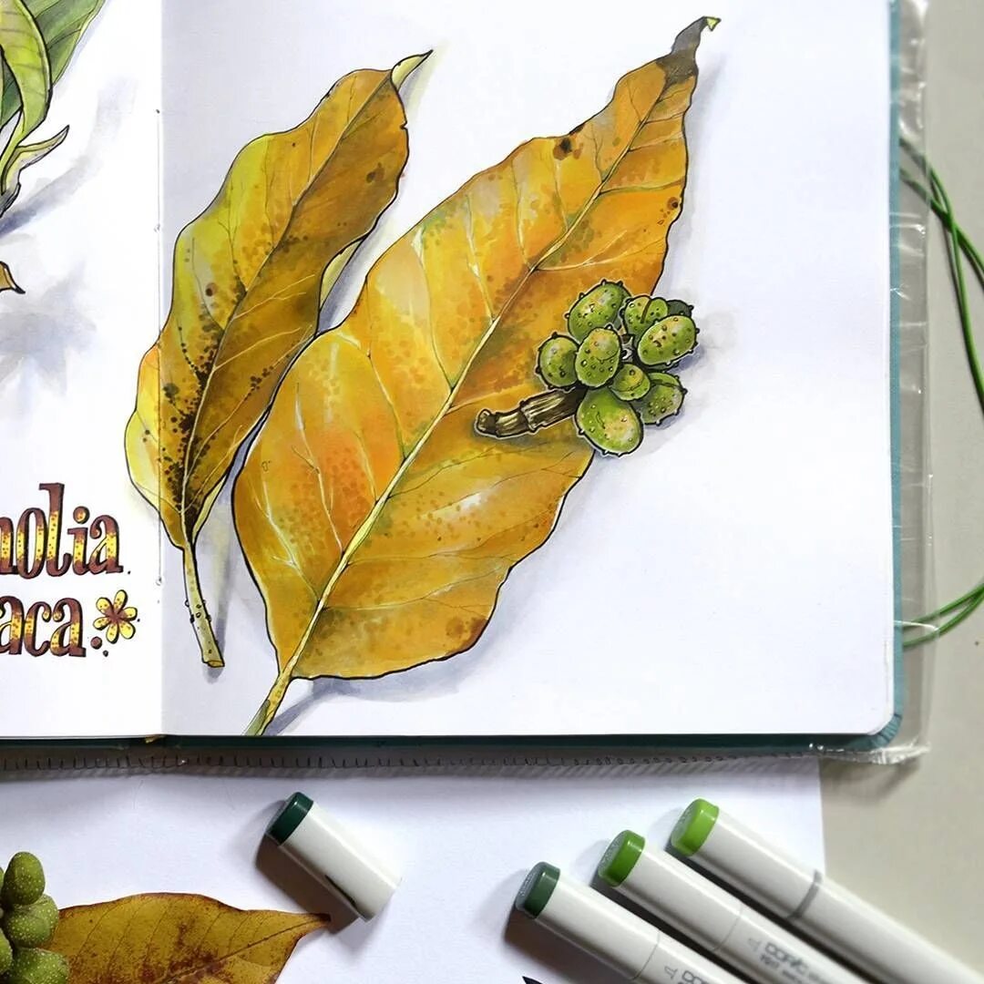 листочки маркерами. скетчинг листья. листья акварелью для начинающих. скетчинг листья маркерами. листочки маркерами.
