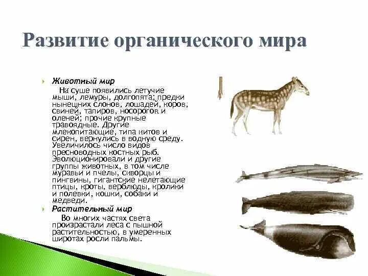 Жизнь на суше появилась. Группы млекопитающих по типу питания. Травоядные животные в умеренных широтах. Животные органичный рост. Млекопитающие по типу питания 2 класс.