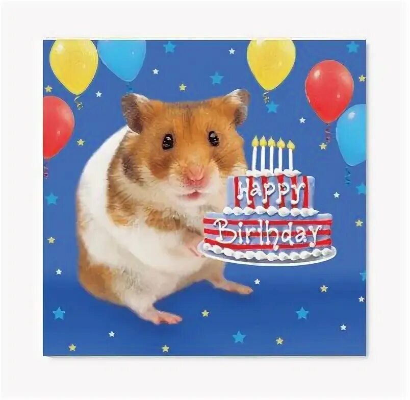 Hamster card. Комбо карточки hamster. 3 карта hamster. happy birthday hamster.