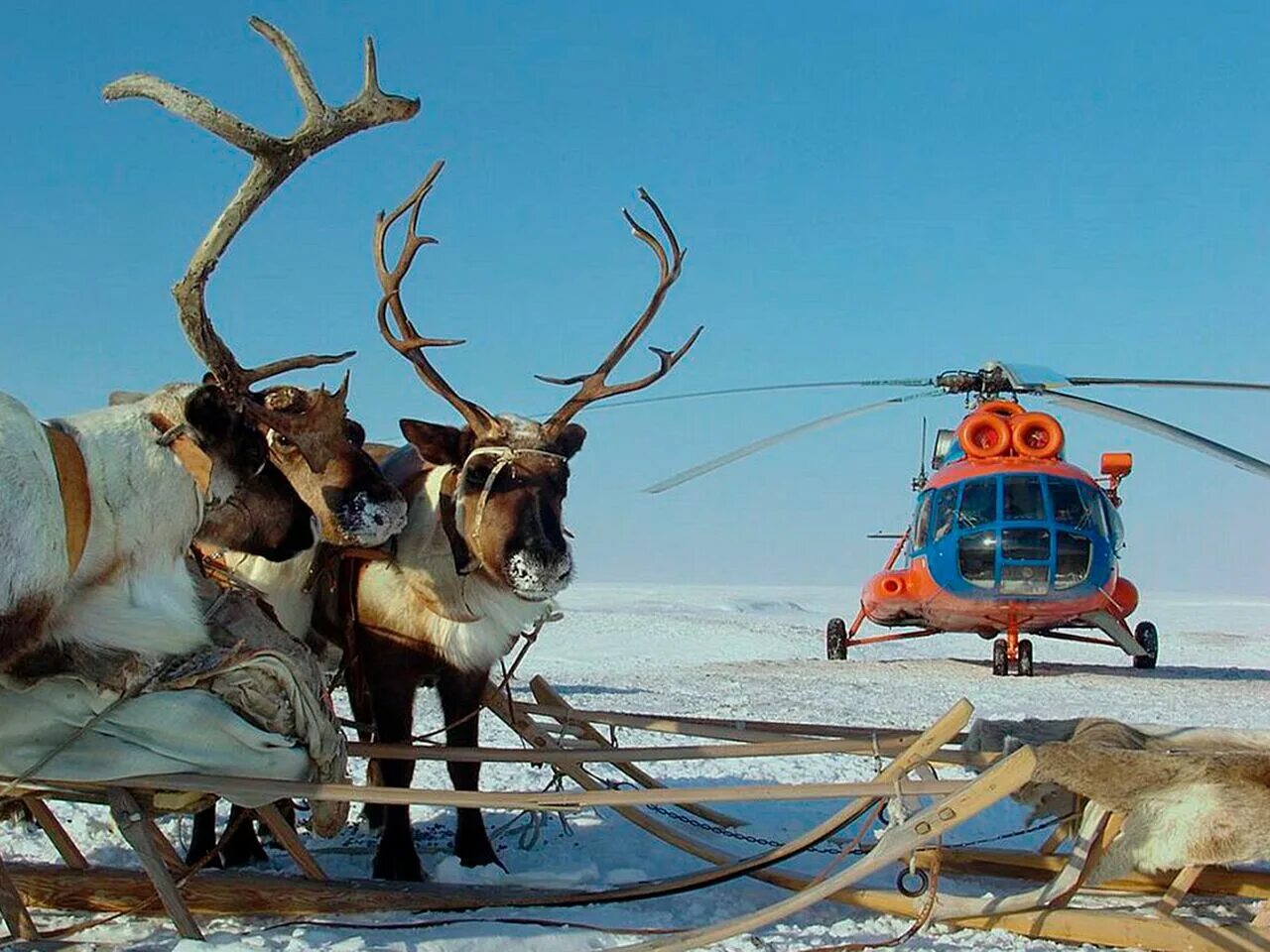 Логотип дирекции заповедников таймыра. Озеро пясино. Левинские пески таймыр. Поселок воронцово таймыр. Оленеводство таймыр.