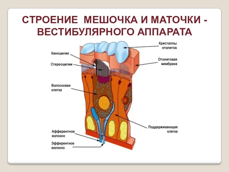Строение мешочков. Строение маточки и мешочка. строение вестибулярного аппарата. строение вестибулярного мешочка. макула маточки и мешочка.