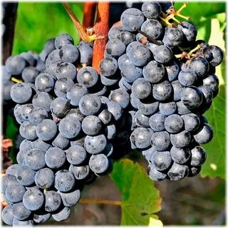 Кишмиш вкус