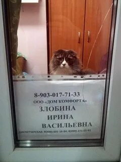 Приколы про ирину