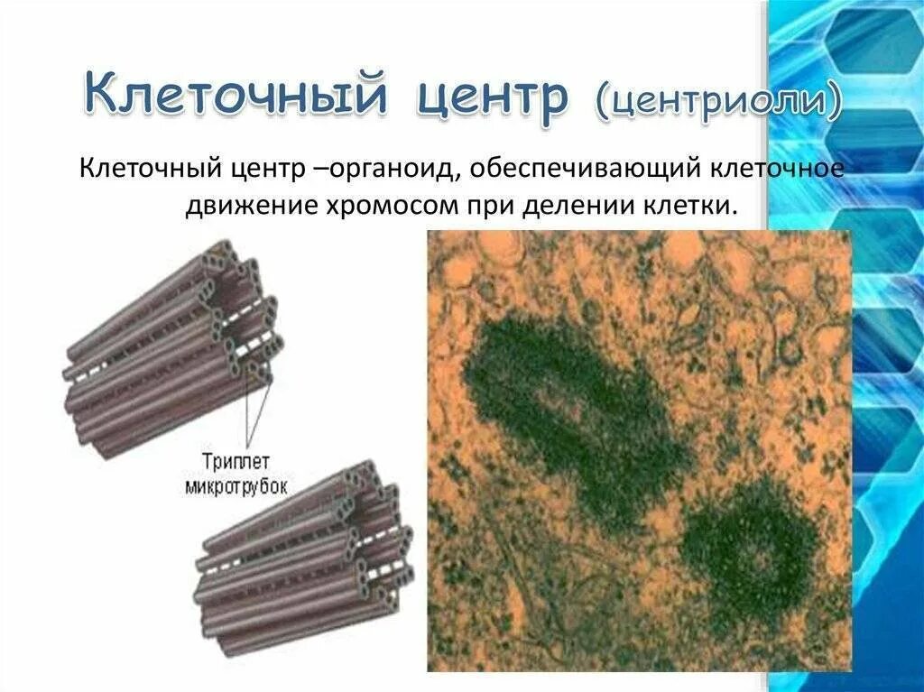 Функции центросомы. Центриоли органелла. Клеточный центр и центриоли строение и функции. Центриоли клеточного центра функции. Клеточный центр строение и функции.