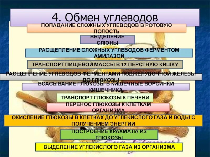 Функции обмена углеводов. Расщепление сложных углеводов. Обмен углеводов схема. Как происходит обмен углеводов 8 класс. Обмен углеводов по физиологии.