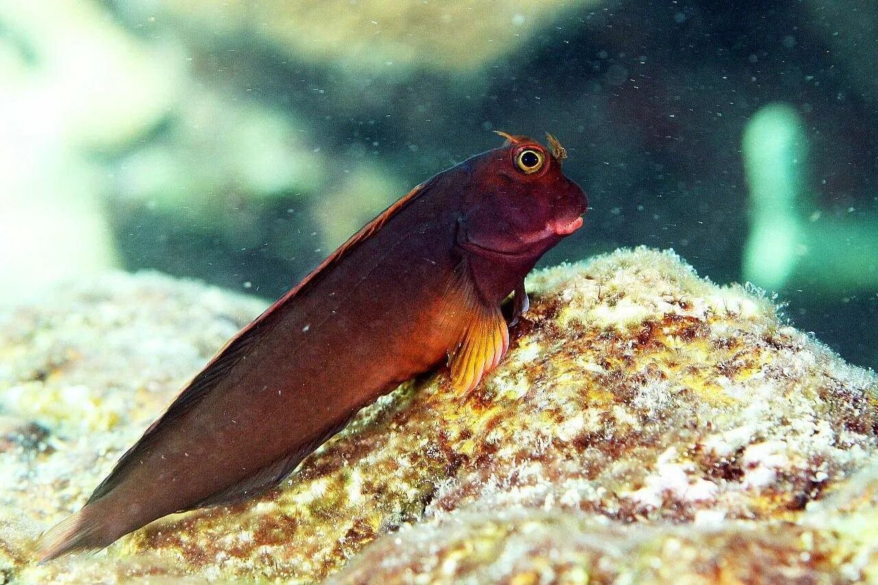 Рыба Blenny. Звездочет рыбка аквариумная. Морская собачка Черноморская. Рыба гильбертидия.