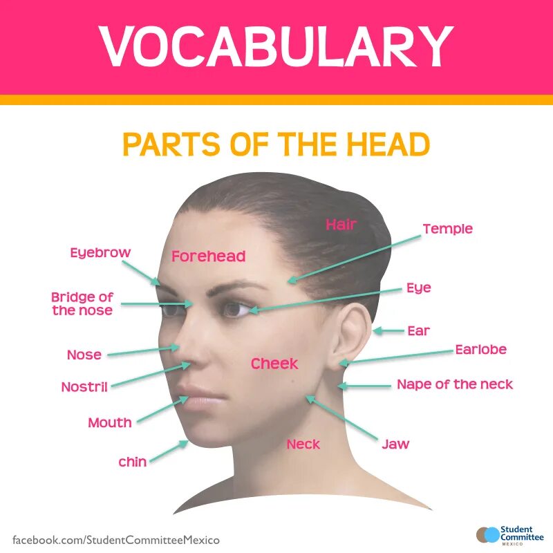Head part 2. Parts of head. части на английском head. english голова и лицо. head части лица.