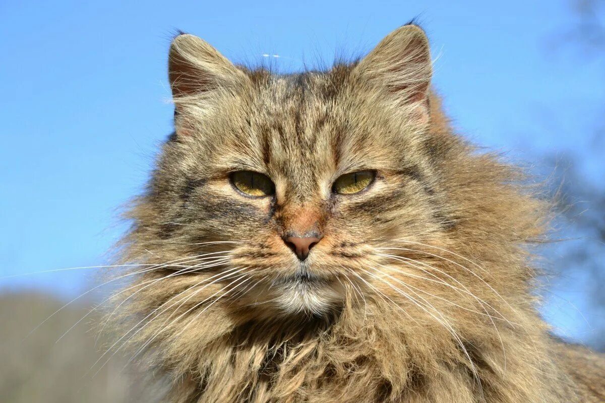 Сибирская норвежская лесная кошка. Сибирский дикий лесной кот. норвежская длинношерстная лесная кошка. сибирский длинношерстный кот. сибирская лесная кошка дикая.