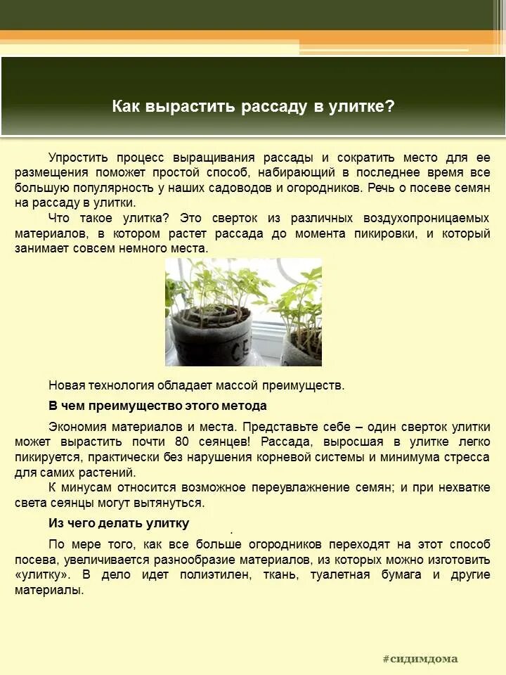 Посадка рассады в улитку. Как посадить рассаду в улитку. Выращивание рассады в улитках. Улитка садить рассаду. Как сажать рассаду в улитку