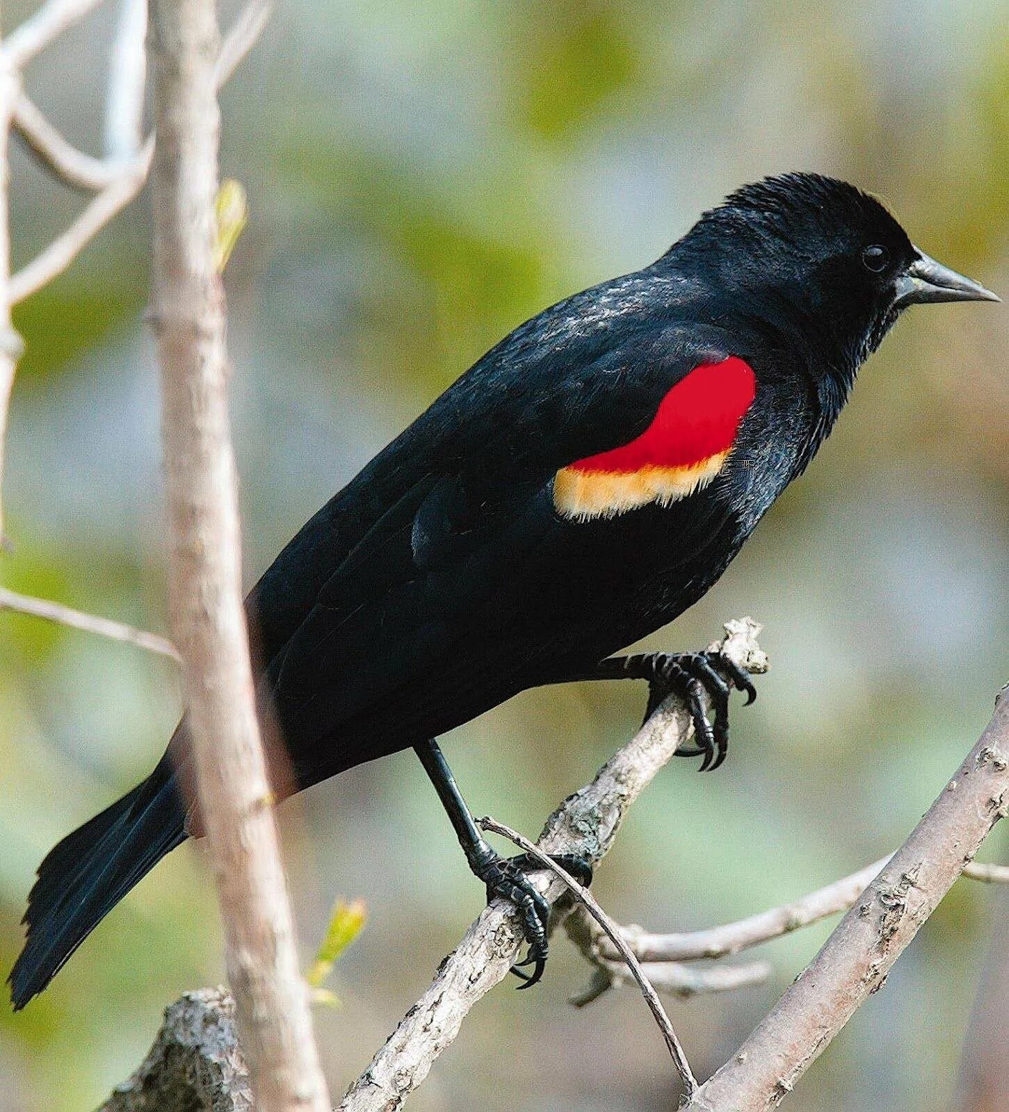 Чернокрылый скворец. Черная птичка с красным хохолком. Черная птица с красной грудкой. Черная птица с красными глазами.