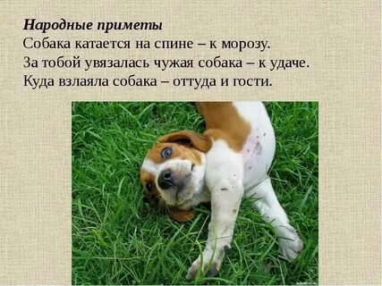 Пришла чужая собака примета