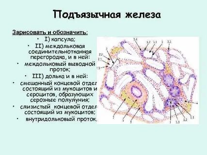 Капсула железы