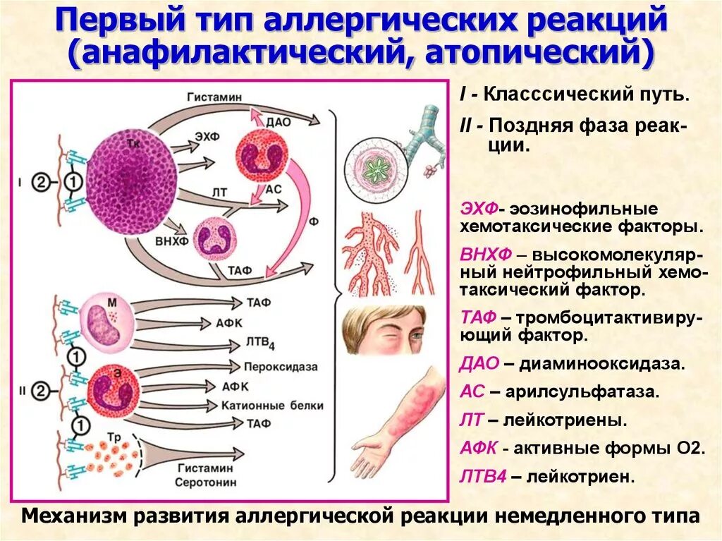 Почему появляется аллергия