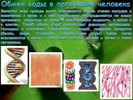 Вода и минеральные вещества