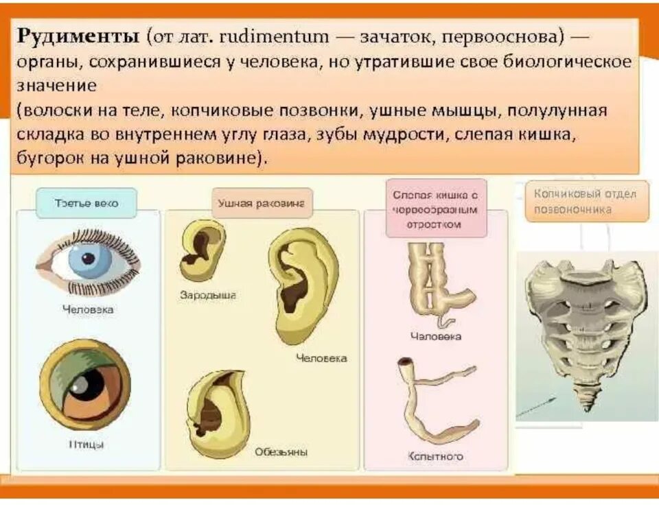 Рудименты человека. Органы рудименты у человека. рудименты это органы утратившие. рудименты в скелете человека.
