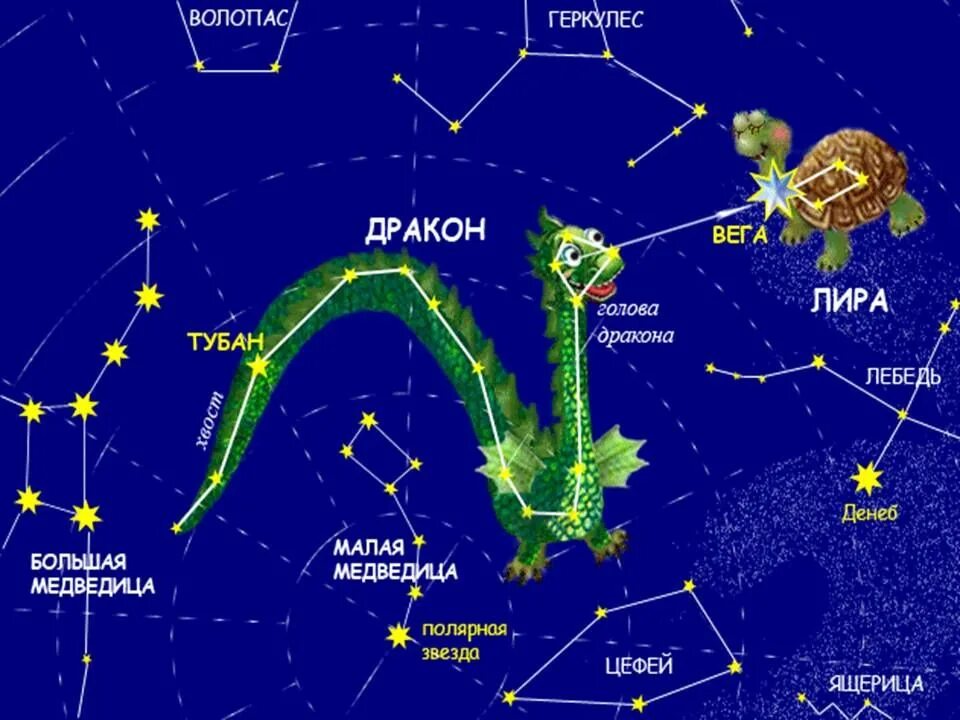 Созвездия 3 г. Созвездие дракона на карте звездного неба для детей. Созвездия Северного полушария дракон. Звезда Тубан в созвездии дракона. Созвездие дракона между медведицами.