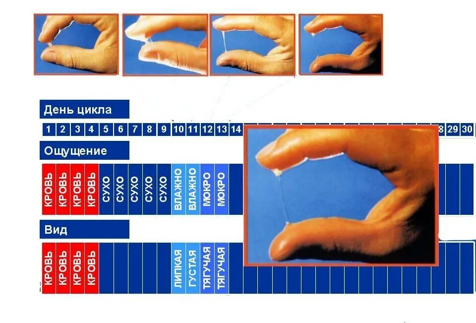 Слизистая при овуляции. Выделения приовудяции. Выделения в день овуляции. Выделения АО днямцикла. Выделение прилвуляции.