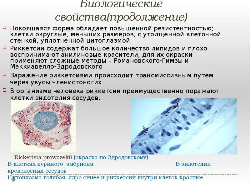 Хламидии формы. Спирохеты риккетсии хламидии актиномицеты микоплазмы. Риккетсия Провачека морфология. Хламидии Романовскому Гимзе. Патогенный риккетсий хламидий микоплазм.