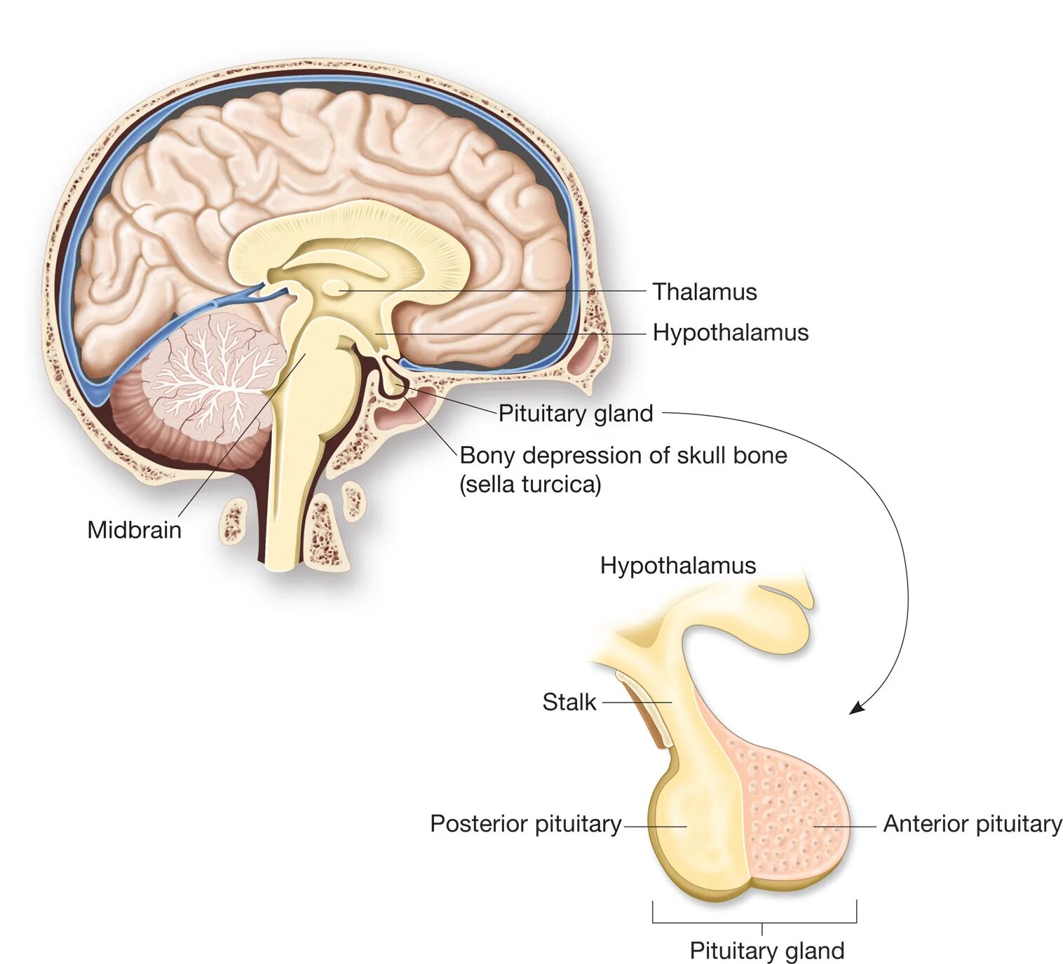 Мозг анатомия гипофиз. Гипоталамус гипофиз эпифиз. Головной мозг гипоталамус гипофиз. Анатомия турецкого седла и гипофиза.