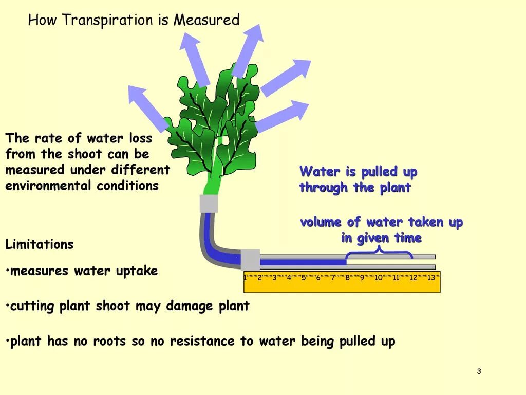 We were watering the plants. Transpiration in Plants. Measuring transpiration. Transpiration rate. What is transpiration.