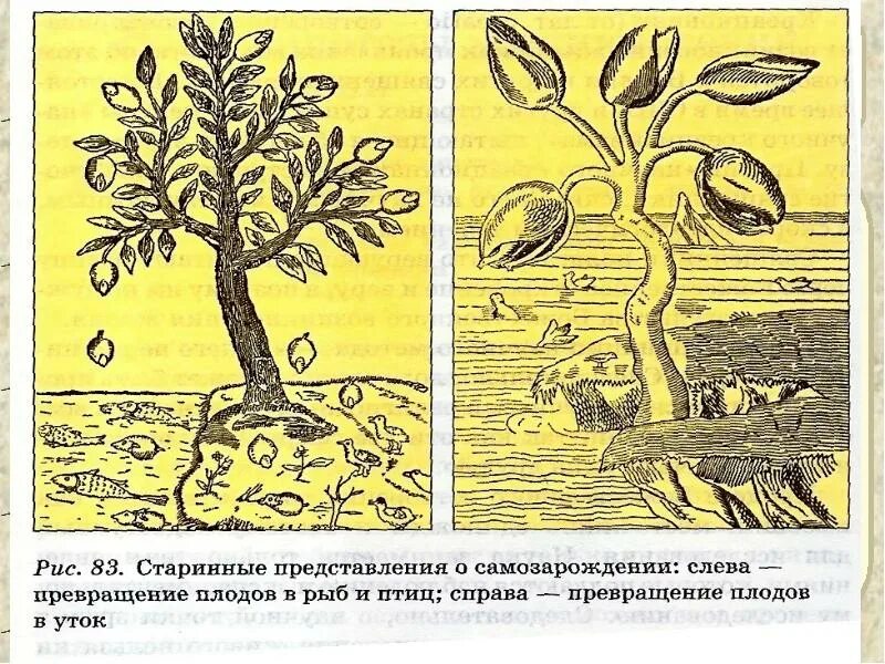 Происхождение жизни самопроизвольно. Теория абиогенеза. Теория самопроизвольного зарождения жизни. Теория самозарождения жизни на земле. Абиогенез теория зарождения жизни.