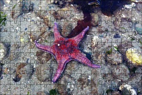 Включи морскую звезду
