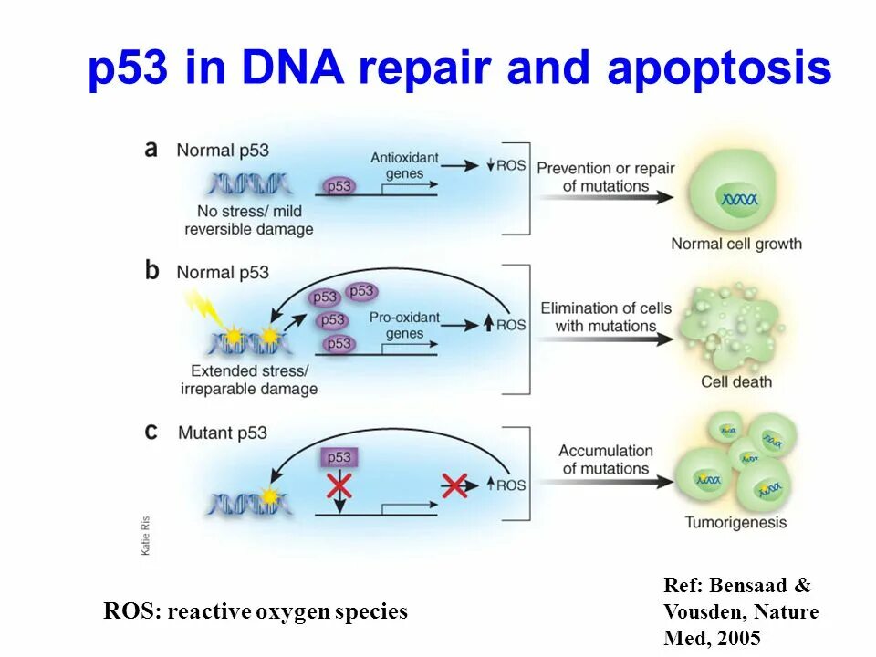 P53 апоптоз. Белок р53 апоптоз. Ген p53. Мутация Гена p53. Содержит ферменты осуществляющие апоптоз